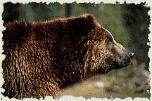 Yellowstone Park Bear News
