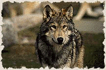 Wolf and Wildlife Watching Etiquette Guidelines