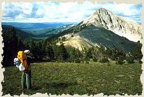 Camping With Bears In Yellowstone Park