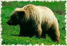 Guide to the Bears of Yellowstone Park