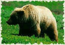 Types of Bears - Bears (U.S. National Park Service)