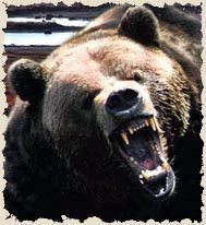 Bear Attacks and Bear Spray