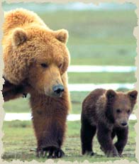 Don’t let the grizzlies’ ‘glass’ go empty – Delisting the Grizzly Bear