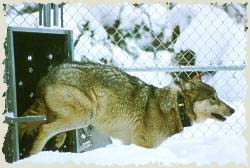 Yellowstone Park Wolf Updates