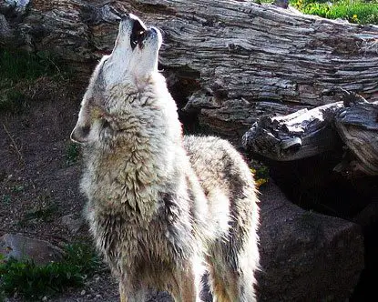 Wolf Reintroduction to Yellowstone Park, Wolf Pack Dynamics, & Wolf Identification